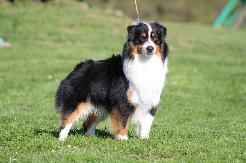 Unpeu beaucoup passionnément des Romarins de Mayerling