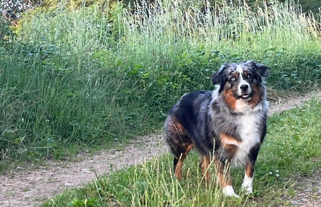 Tenerife island dite tya de L' Australia's Tribu