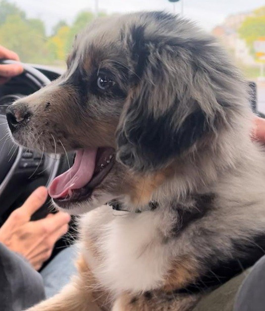 Saillie et portée à venir