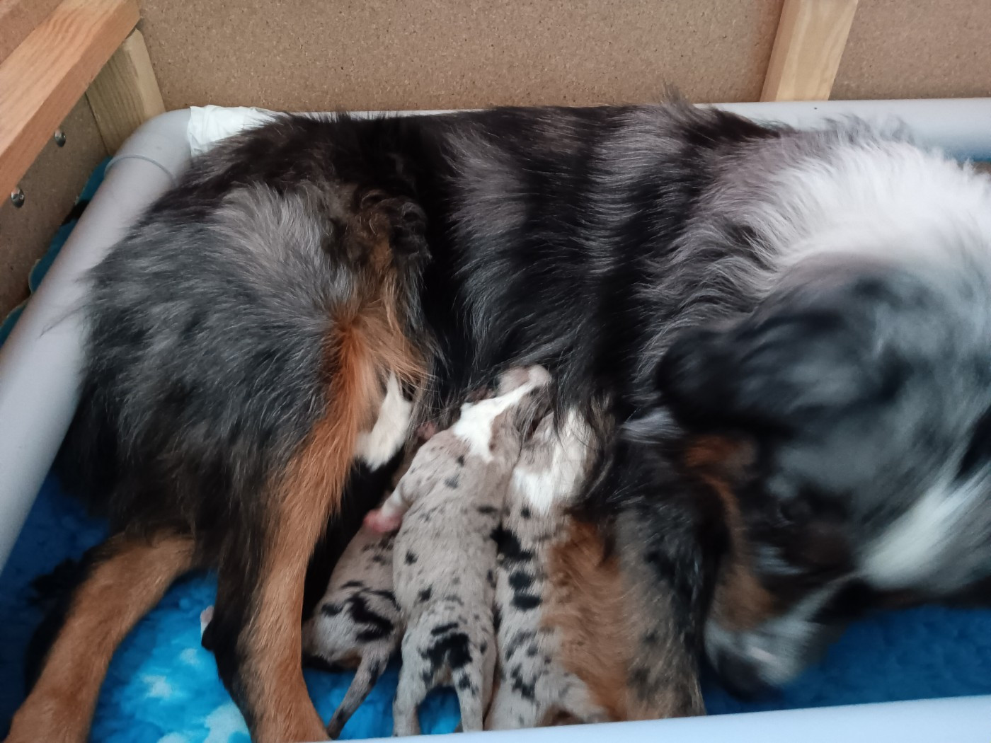 NAISSANCES Mariage TYA ( Tenerife Island de l'Australia's tribu) & BUCK ( Unpeu Beaucoup Passionnément Des Romarins De Mayerling)