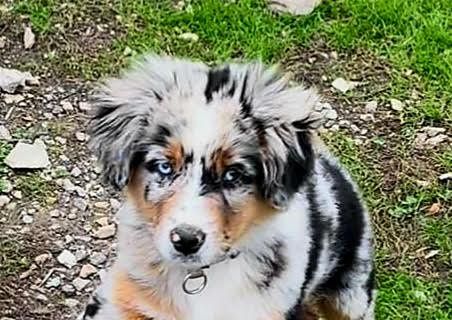 Saillie et portée à venir