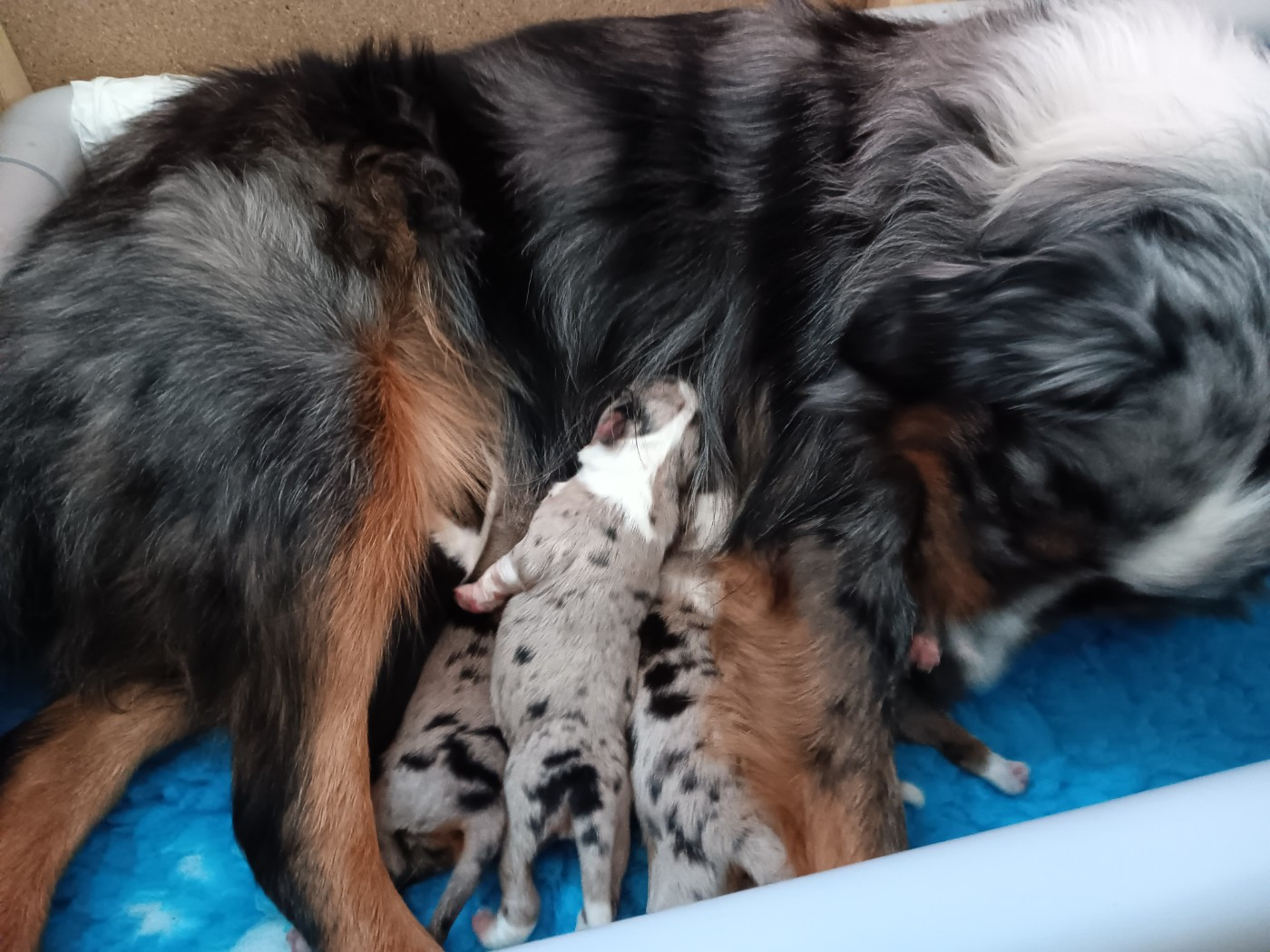 De La Quintessence Du Coeur - Berger Américain Miniature  - Portée née le 25/01/2026