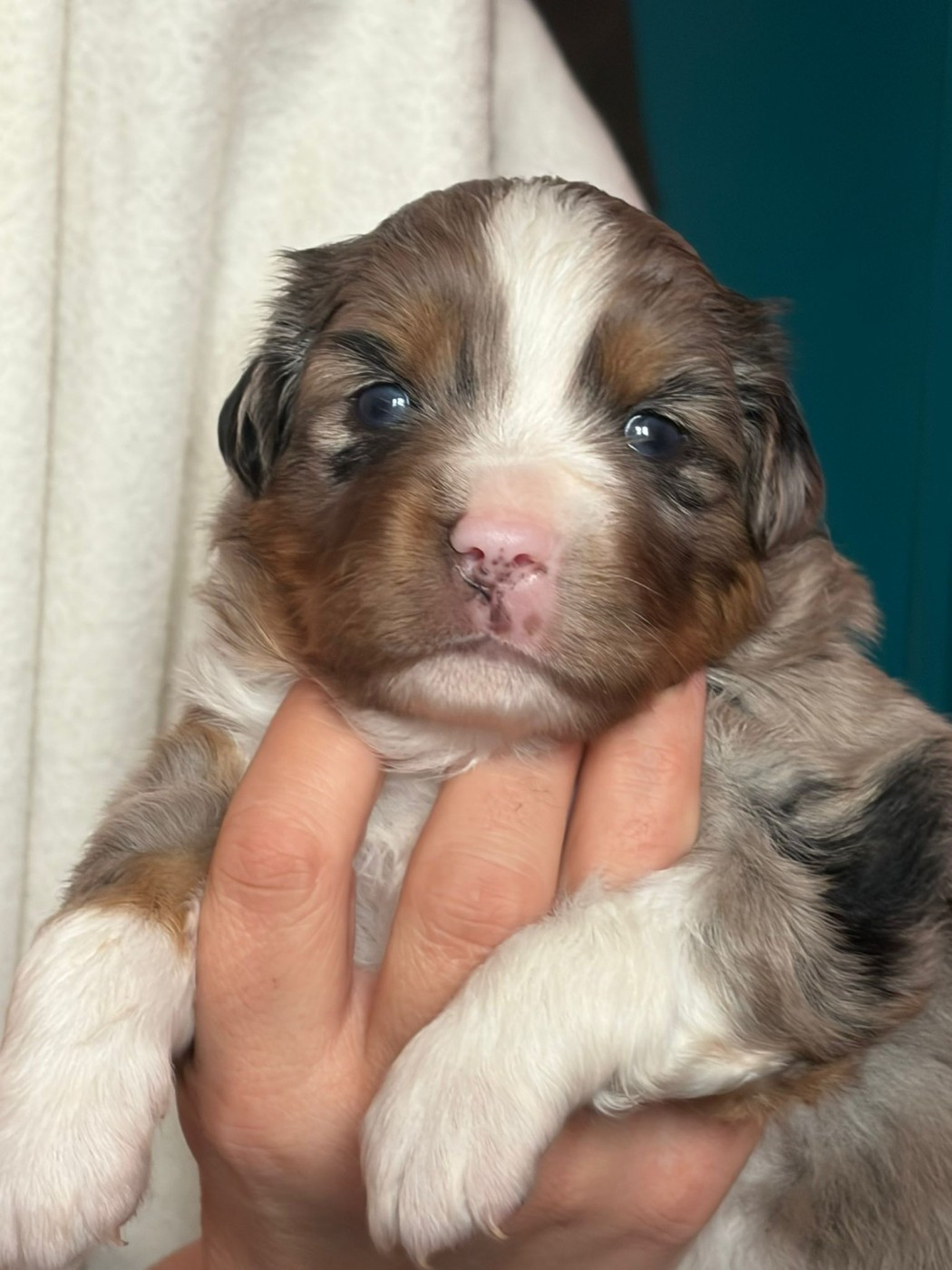 De La Quintessence Du Coeur - Chiots disponibles - Berger Américain Miniature 