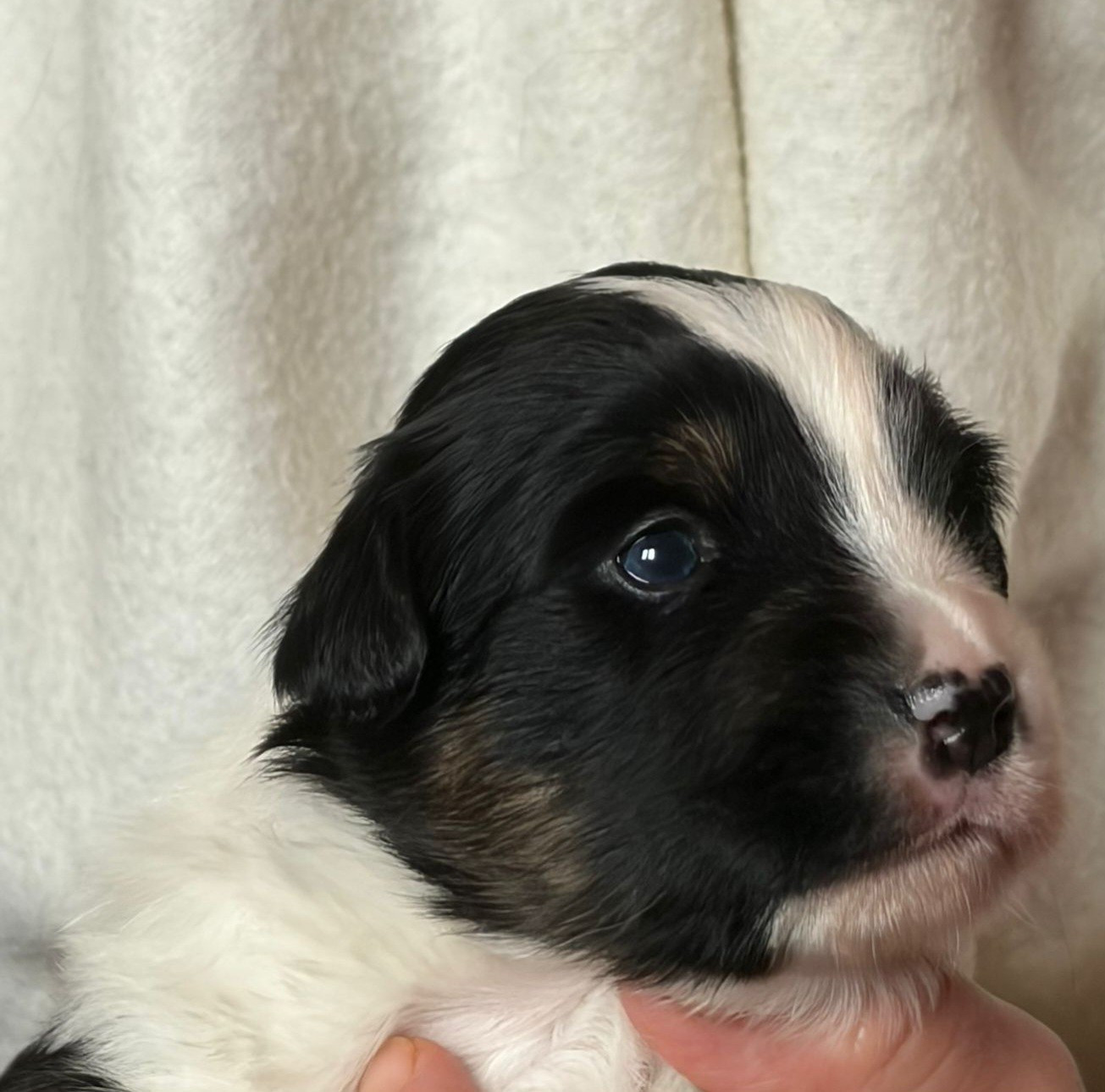 De La Quintessence Du Coeur - Chiots disponibles - Berger Américain Miniature 