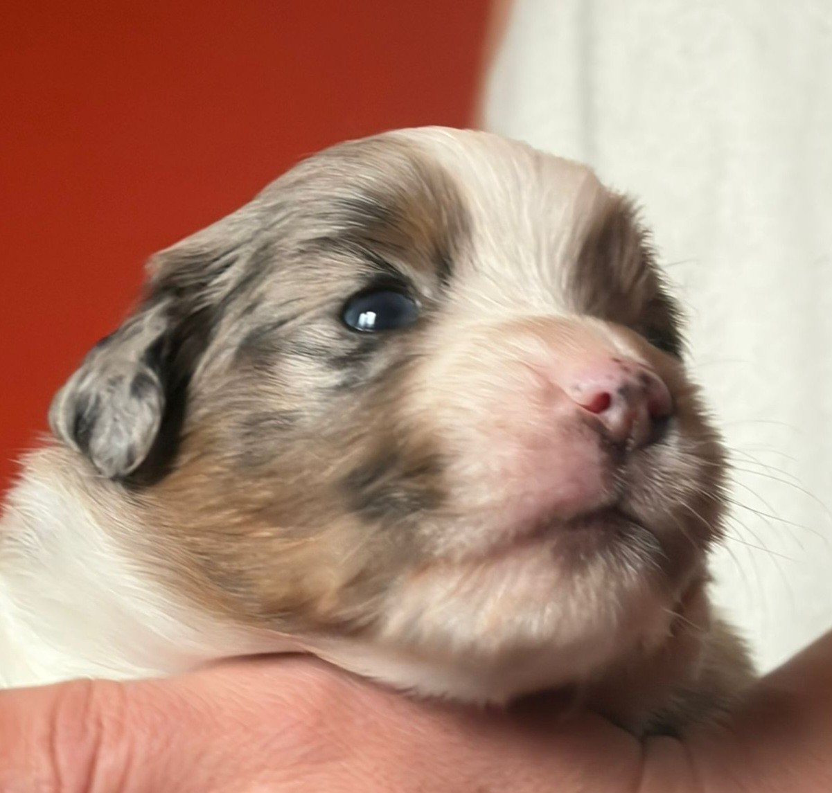 De La Quintessence Du Coeur - Chiots disponibles - Berger Américain Miniature 