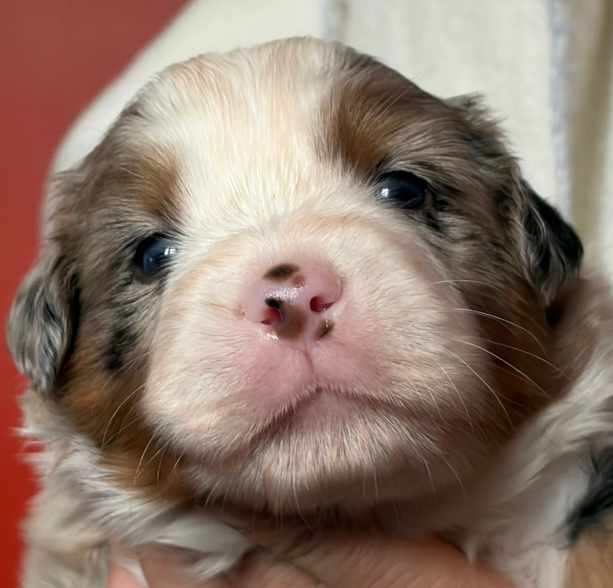 De La Quintessence Du Coeur - Chiots disponibles - Berger Américain Miniature 