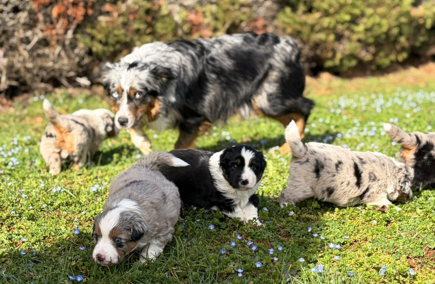 Chiot Berger Américain Miniature  De La Quintessence Du Coeur