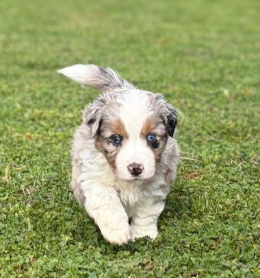 De La Quintessence Du Coeur - Chiots disponibles - Berger Américain Miniature 