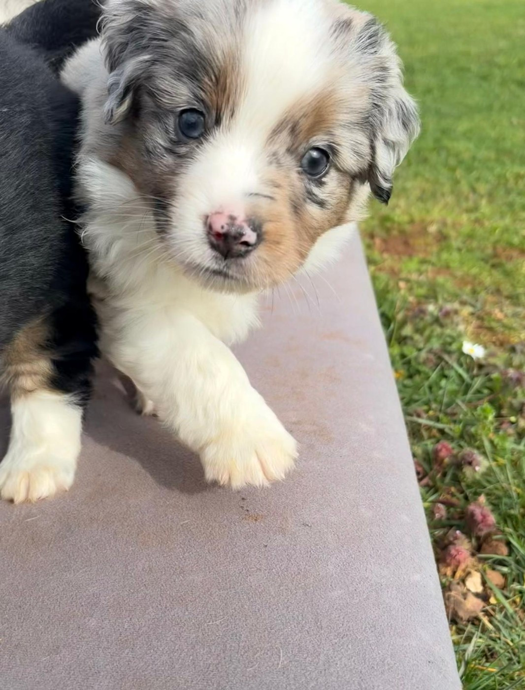 De La Quintessence Du Coeur - Chiots disponibles - Berger Américain Miniature 