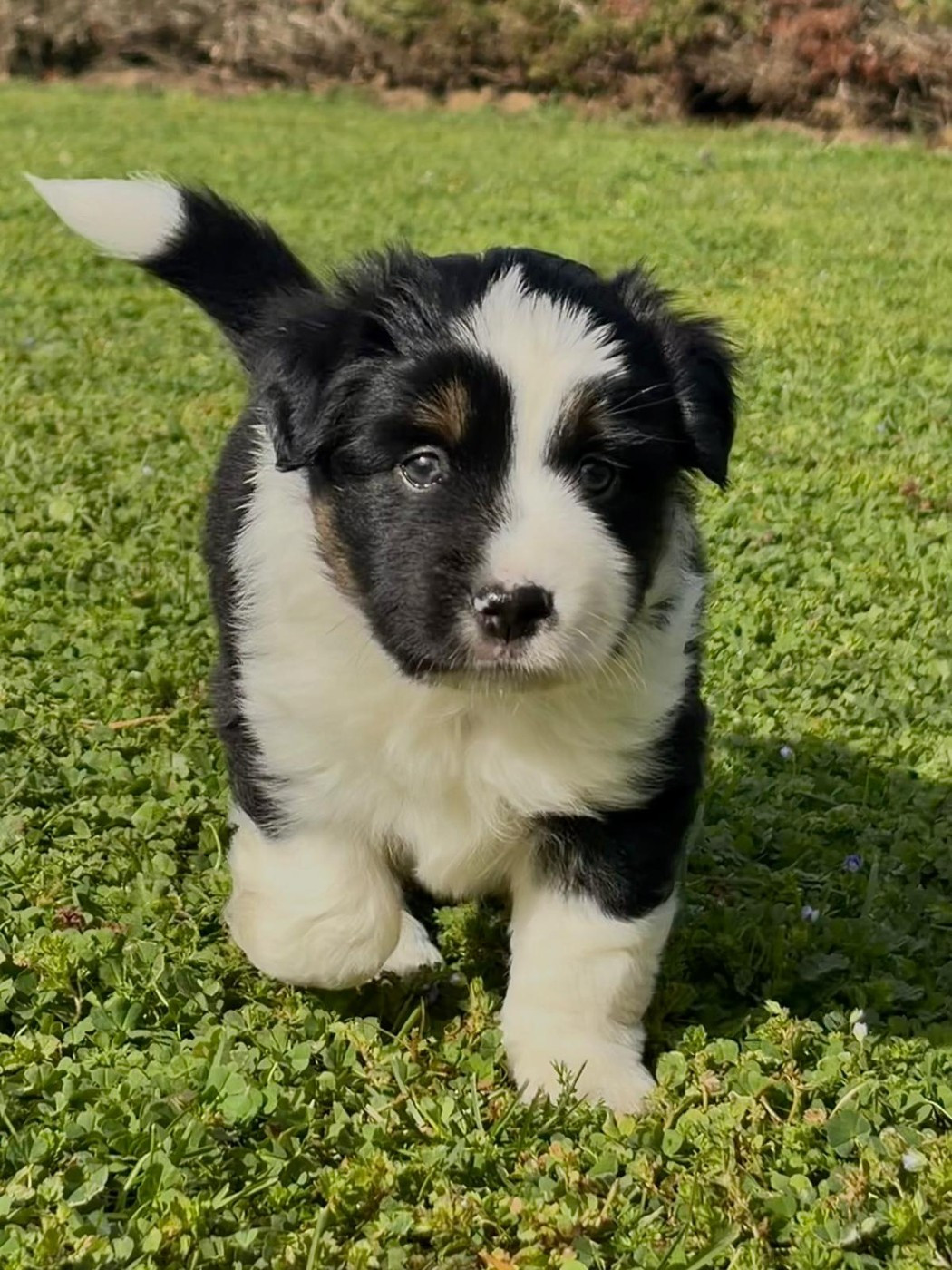 De La Quintessence Du Coeur - Chiots disponibles - Berger Américain Miniature 