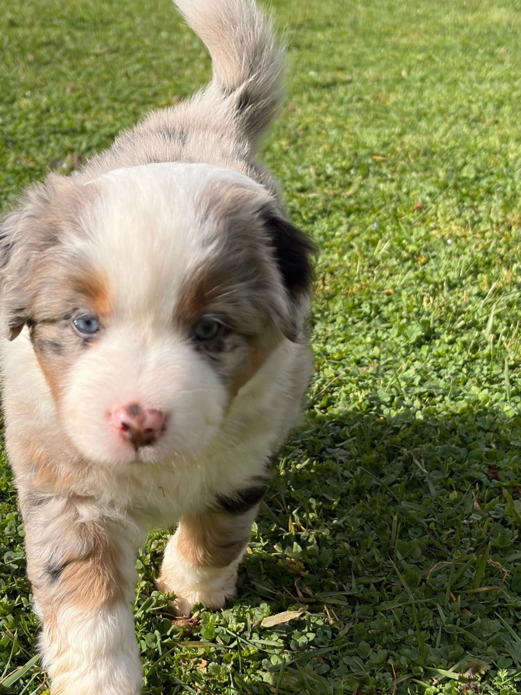 De La Quintessence Du Coeur - Chiots disponibles - Berger Américain Miniature 